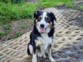 2024-11-23 Louie (c) Kate.jpg